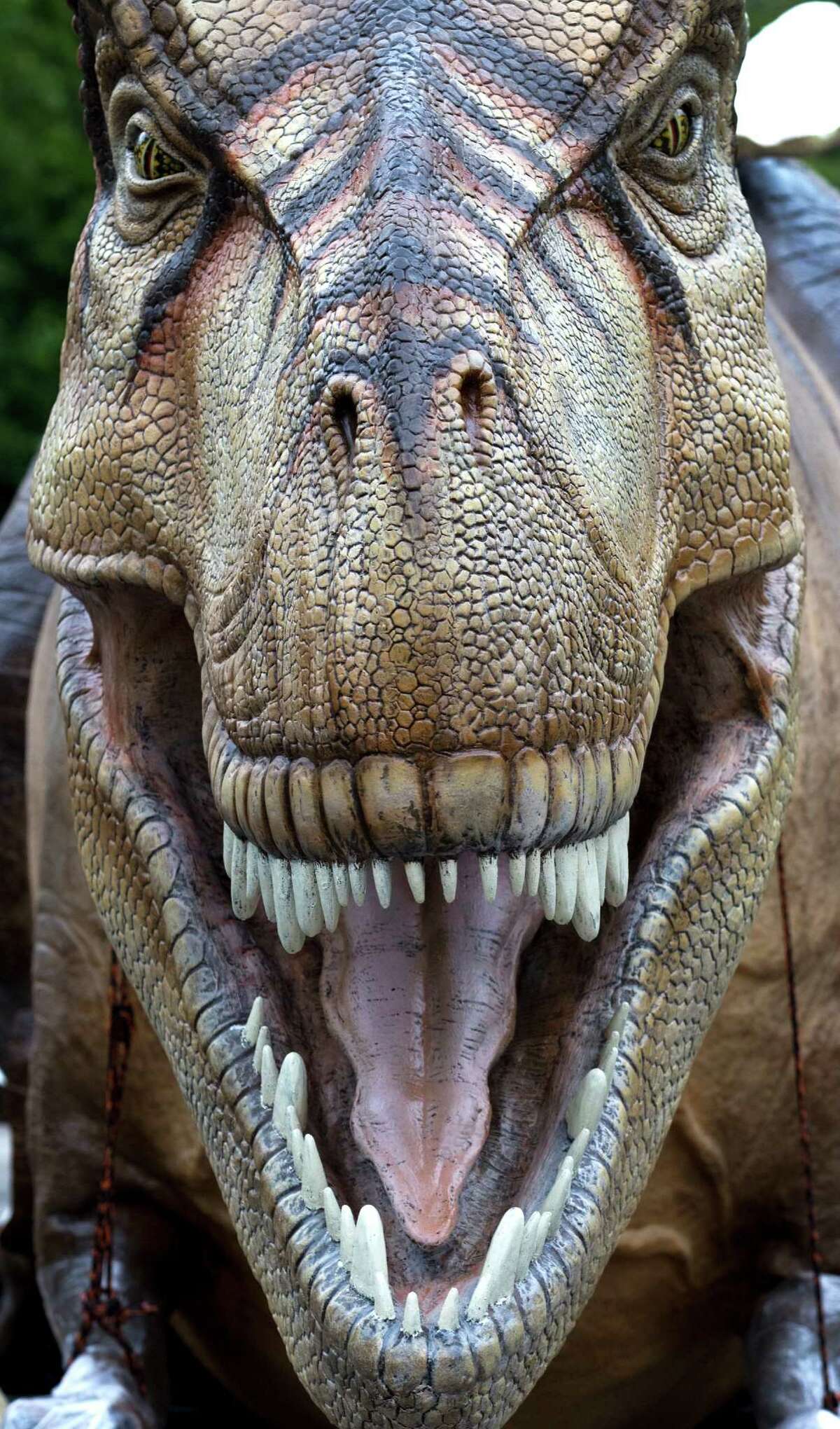 The face of a Tyrannosaurus Rex is seen during the unloading of more than a dozen animatronic dinosaurs in preparation for 'Orkin presents DINOSAURS! at the Houston Zoo' Monday, April 16, 2012, in Houston. The exhibit is scheduled to open May 4. DINOSAURS! debuted at the Houston Zoo in 2010 and drew more than 800,000 people from Memorial Day to the end of October. This time around, the exhibit will feature 18 dinosaurs, including the return of the popular T-Rex. All the dinosaurs on display are ones that lived in Texas, said Brian Hill, zoo spokesman.