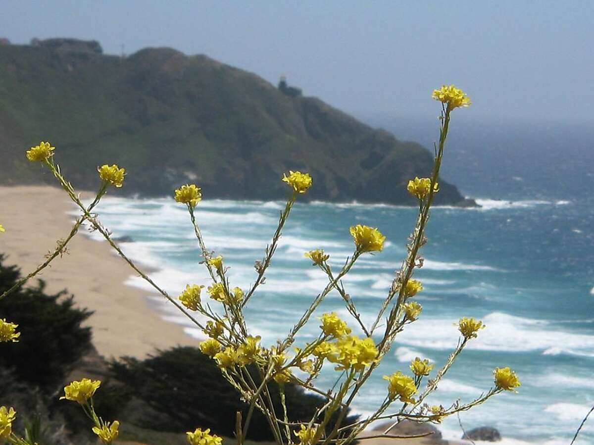 Wildflower hikes bloom along the Central Coast