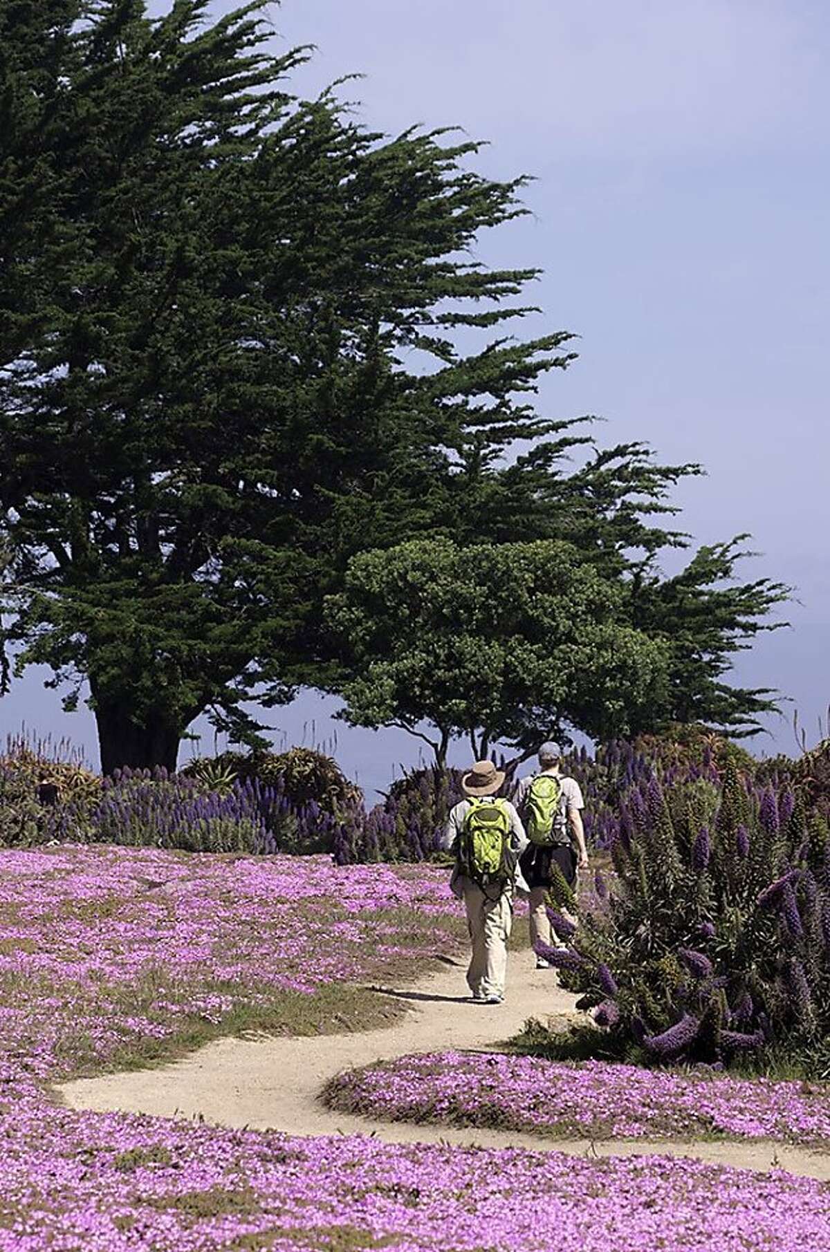 Wildflower hikes bloom along the Central Coast