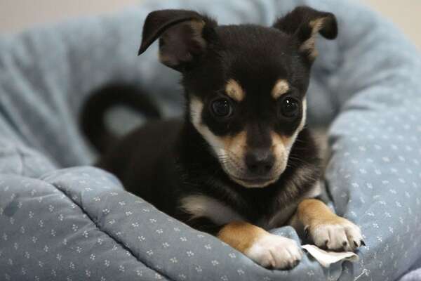 Sf Spca Holding Adoption Pop Up At Embarcadero Center Through