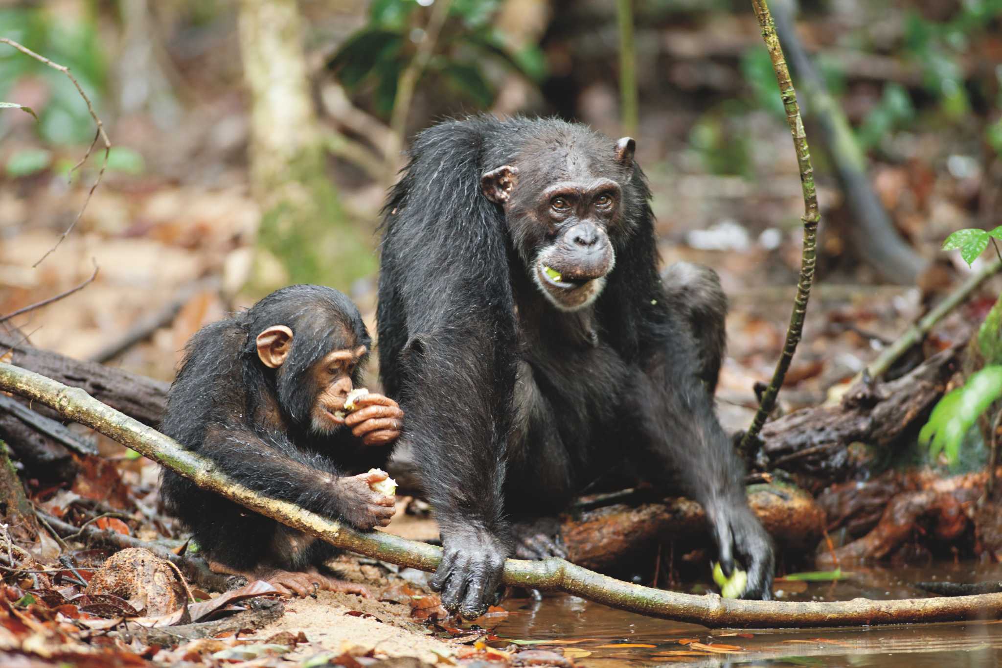 'Chimpanzee' A Nature Documentary With A Story