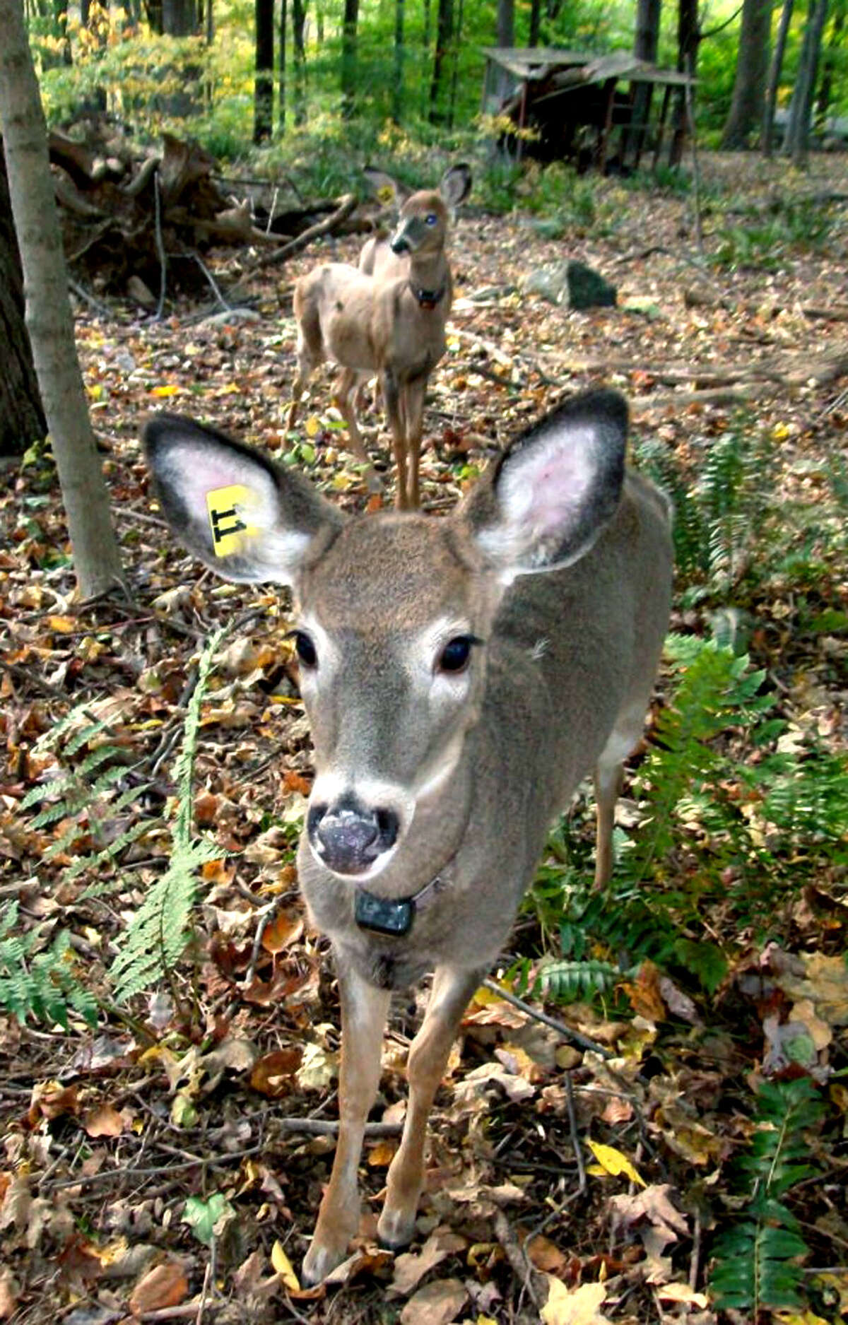 Back to nature SPECTRUM/Wildlife-Line in Sherman rehabilitates and releases orphaned or injured wildlife. Here are some of the deer thriving after rehabilitation and release. Courtesy of Wildlife-Line