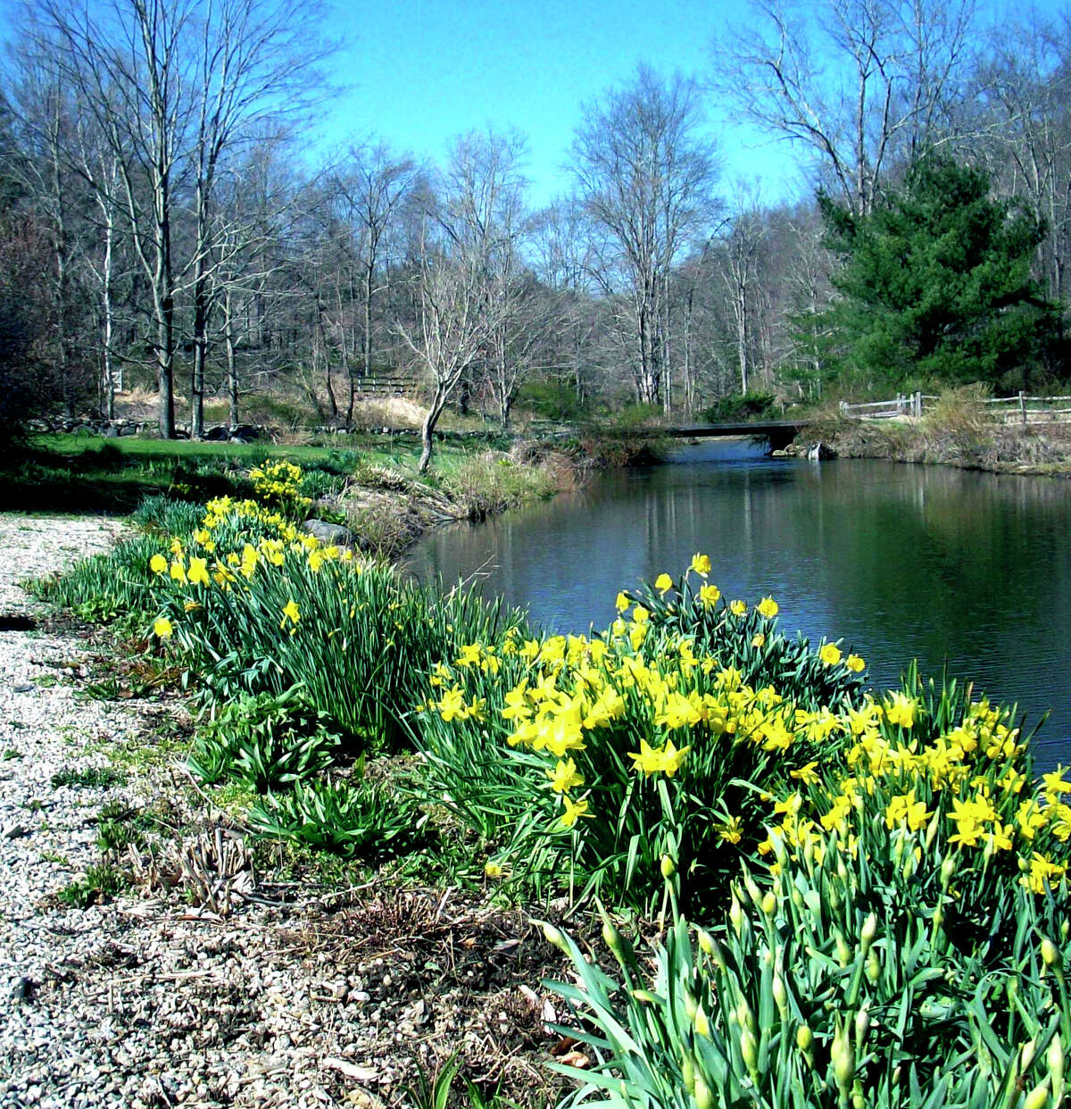 Daffodil walk SPECTRUM/Hollister House Gardens in Washington will kick off the season with an April 28 daffodil walk. The garden will be open that day from 10 a.m. to noon and 2 to 5 p.m. Above are daffodils at the edge of Spain Brook at the garden. Courtesy of Krista Adams