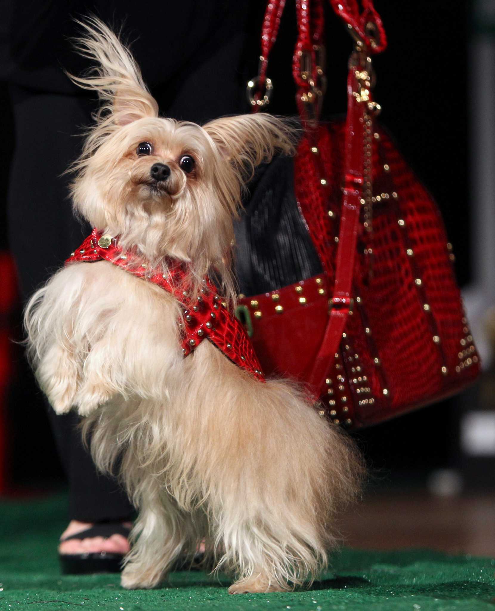Pet fashion show