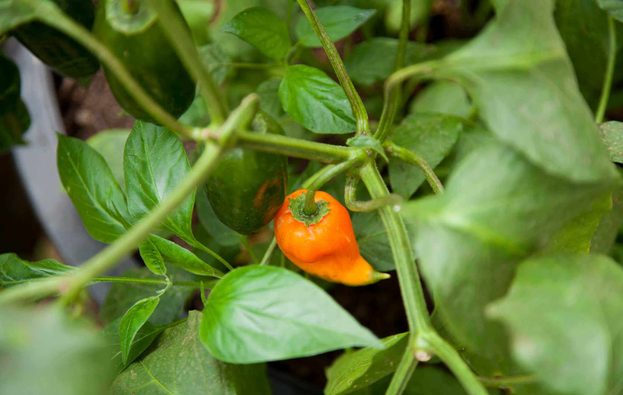 CIA Latin seeds harvest fresh flavors