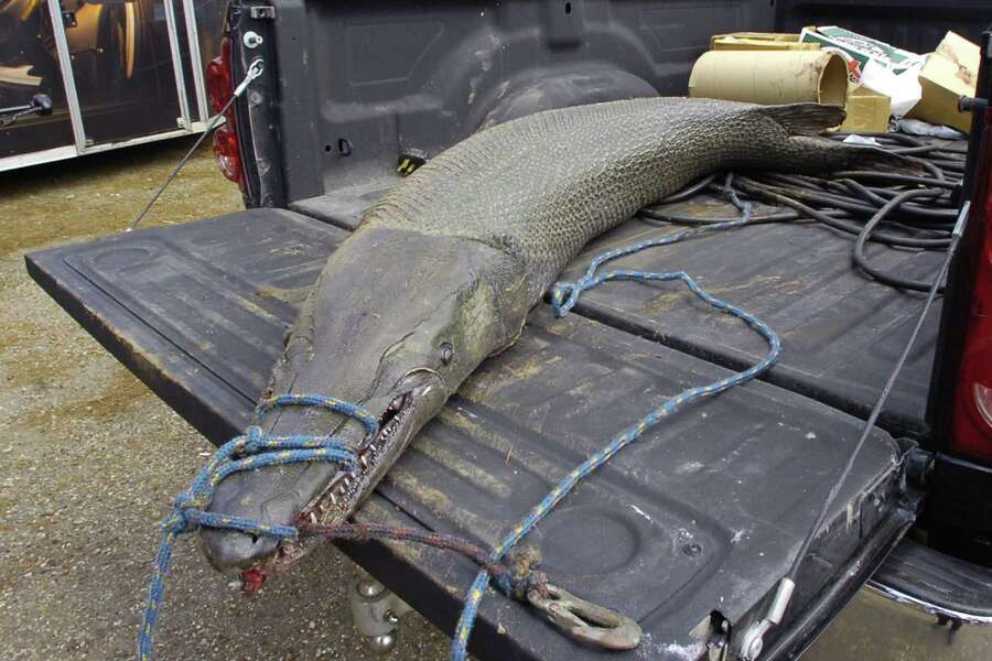 Video Backhoe hauls up 'giant' alligator gar that may break East Texas record