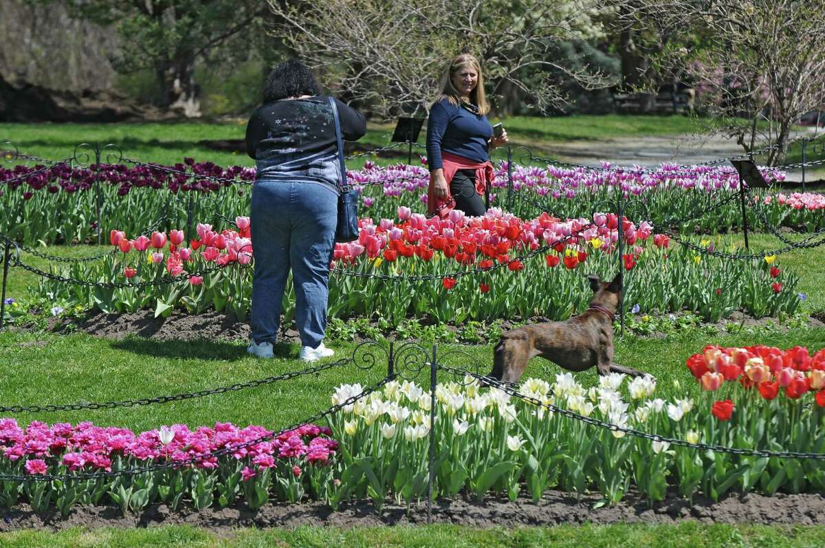 Visitors to Washington Park inspect the tulip beds, on Thursday April 19, 2012 in Albany, NY. (Philip Kamrass / Times Union )