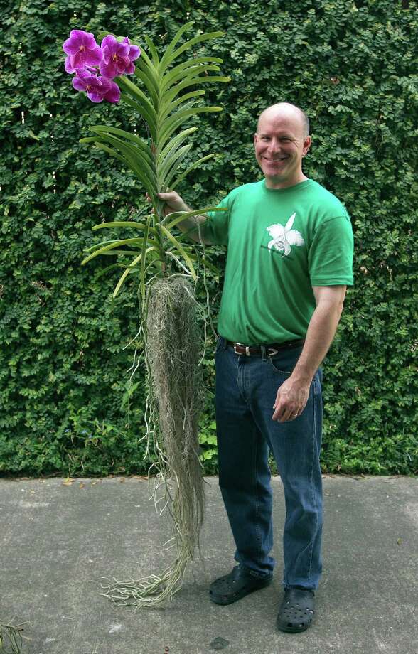 Floral sirens the beautiful, bizarre world of orchids San Antonio