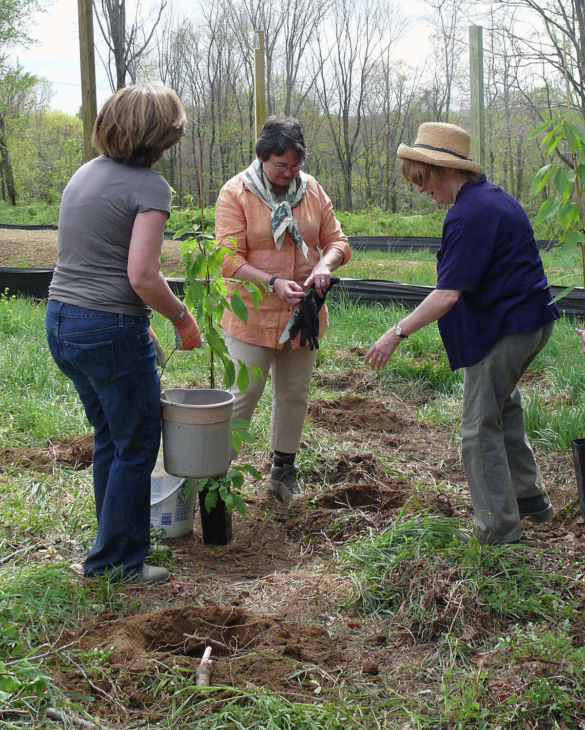 Members of the Fairfield Garden Club, from left, Moira Eick, president Peggy Moore, and Barbara Wooten, help plant American Chestnut trees Friday at the new softball field on Hoydens Lane to commemorate Arbor Day.