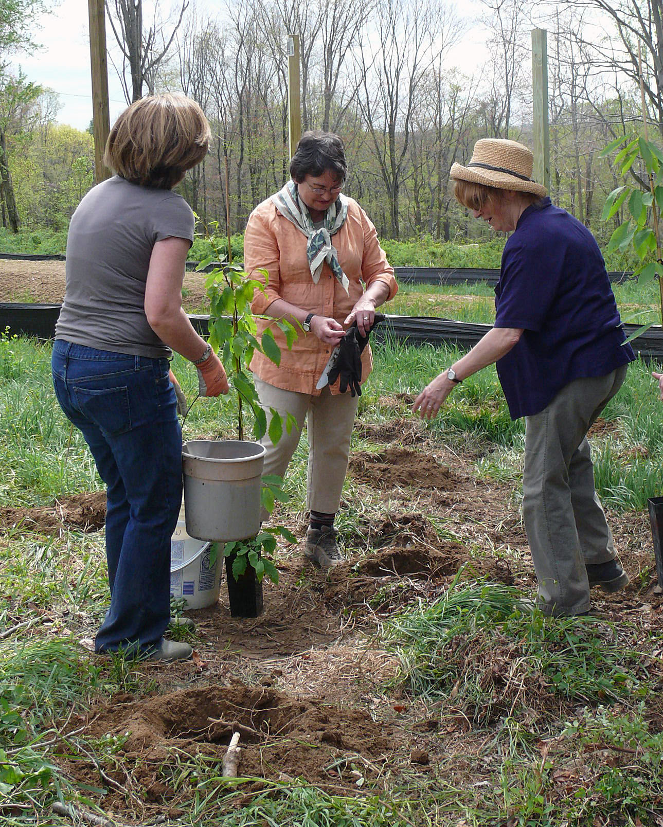 Chestnut revival added to town's Tree City laurels