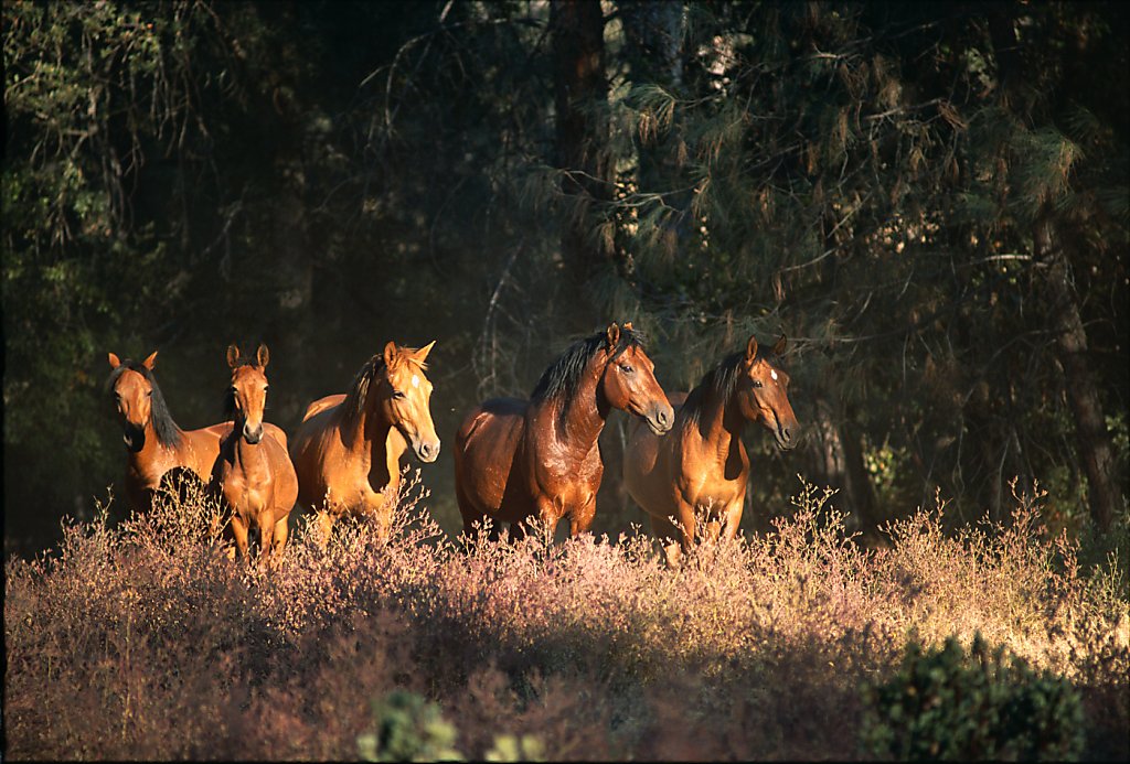 Wild spring at Shasta County horse sanctuary