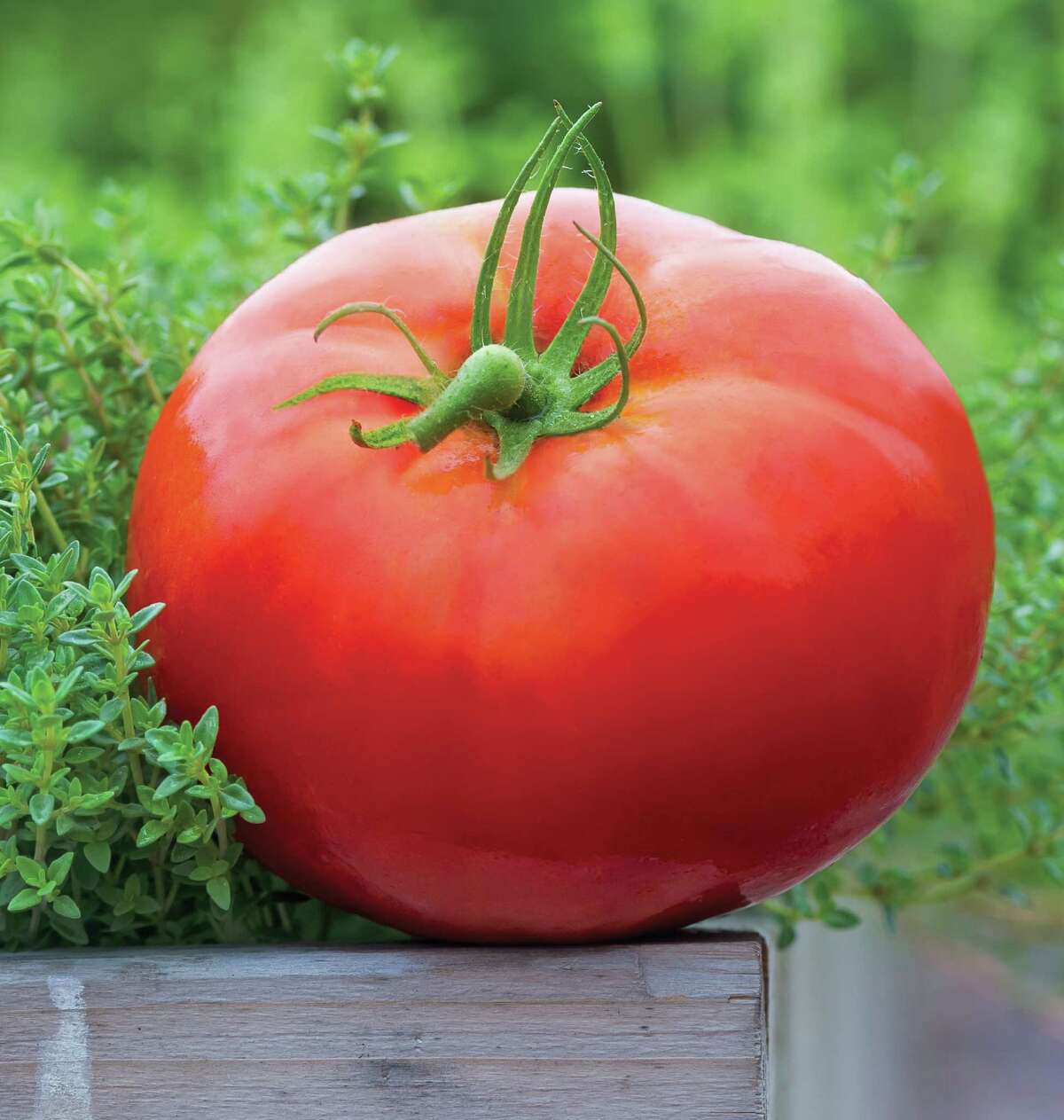 Tomatoes have nearly 32,000 genes, or 7,000 more than a human.