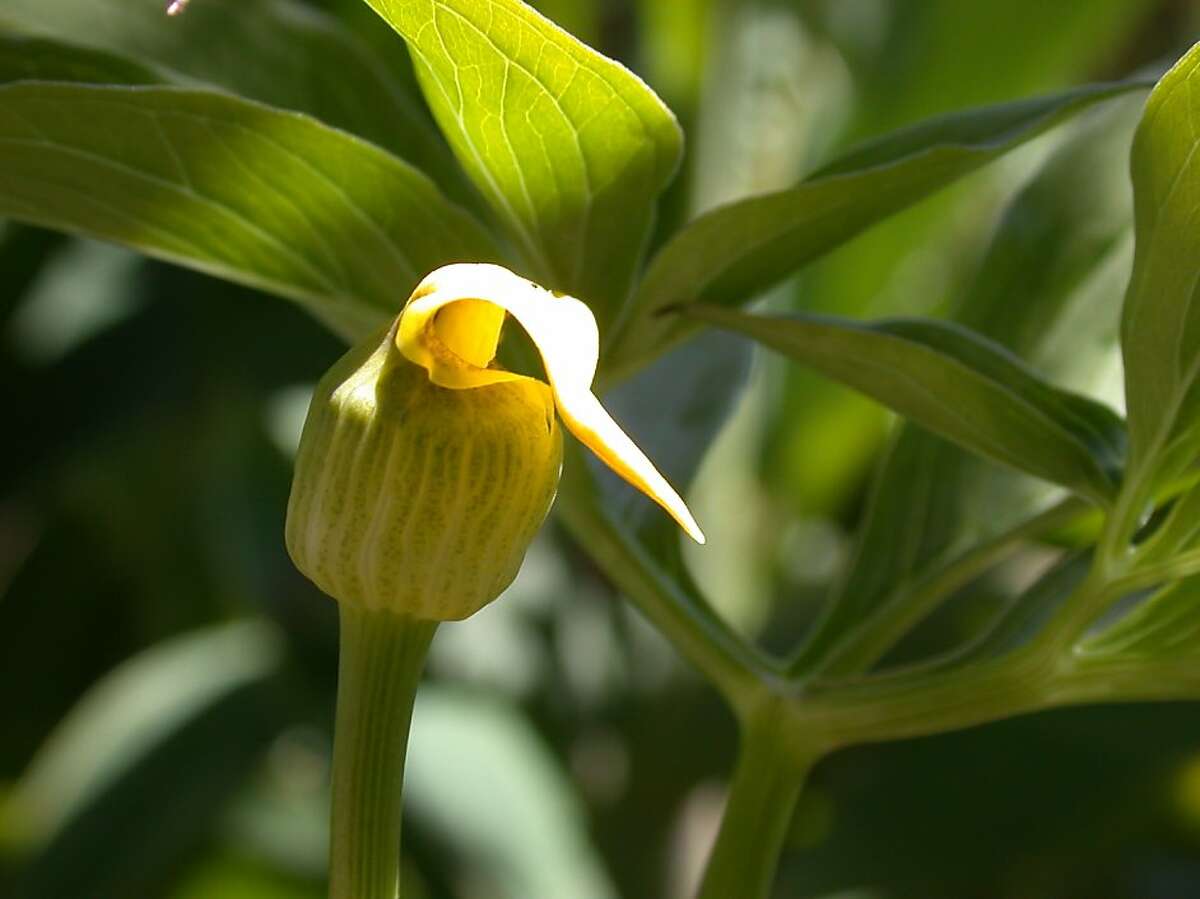 Still closed, an Arisaema flavum's greenish yellow spathe is covered by a yellow hood.