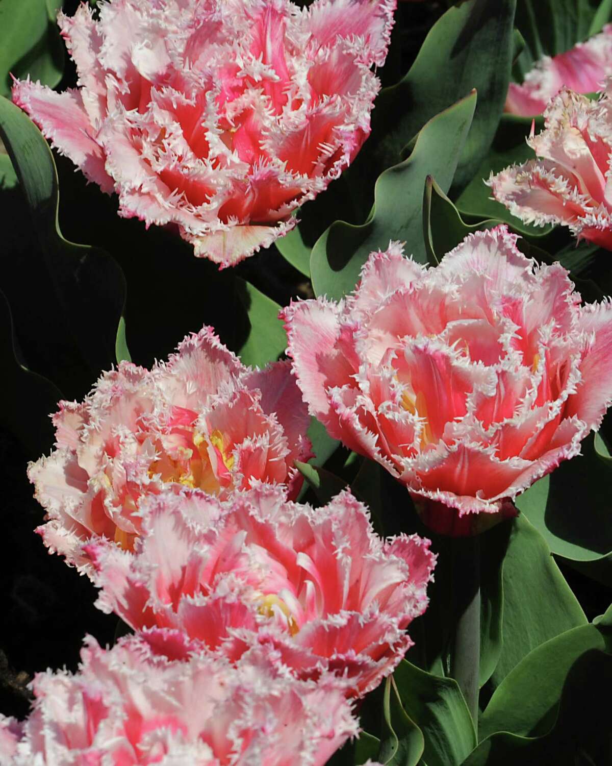 Love tulips? You'd better act fast