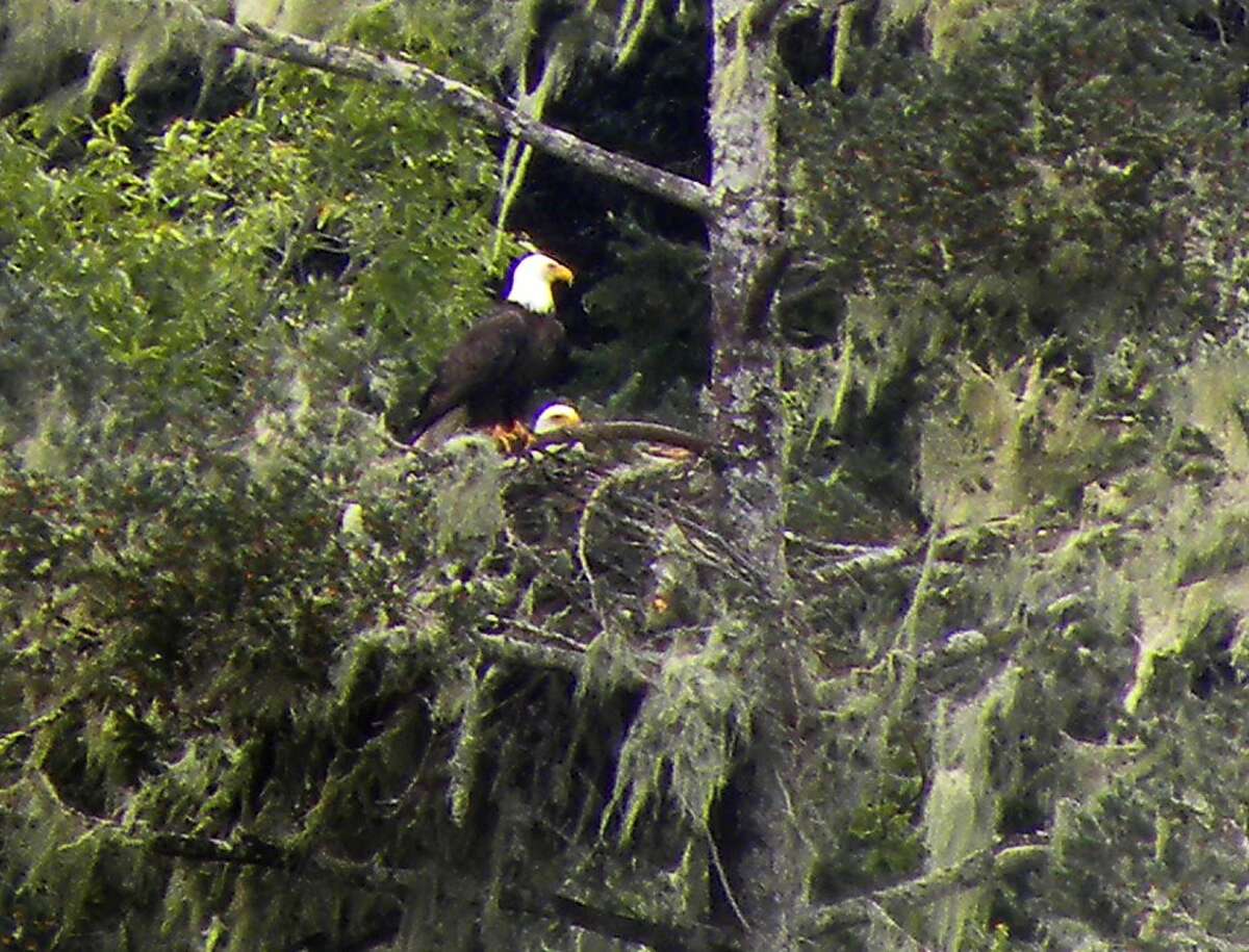 Two bald eagle nest in a fir tree above Crystal Springs Reservoir near Hillsborough, Calif. on Monday, March 19, 2012.