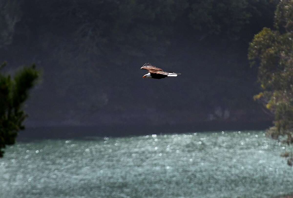 A bald eagle soars above Crystal Springs Reservoir near Hillsborough, Calif. on Saturday, March 31, 2012.