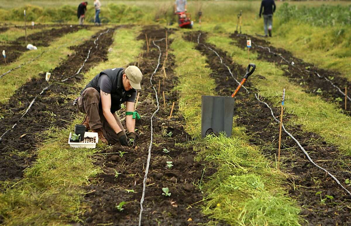 Rows of seedlings are planted one-by-one by occupiers in Albany on Sunday. Several hundred people occupied a tract of arable land in Berkeley on Sunday where they tilled soil and planted seeds for a community garden.