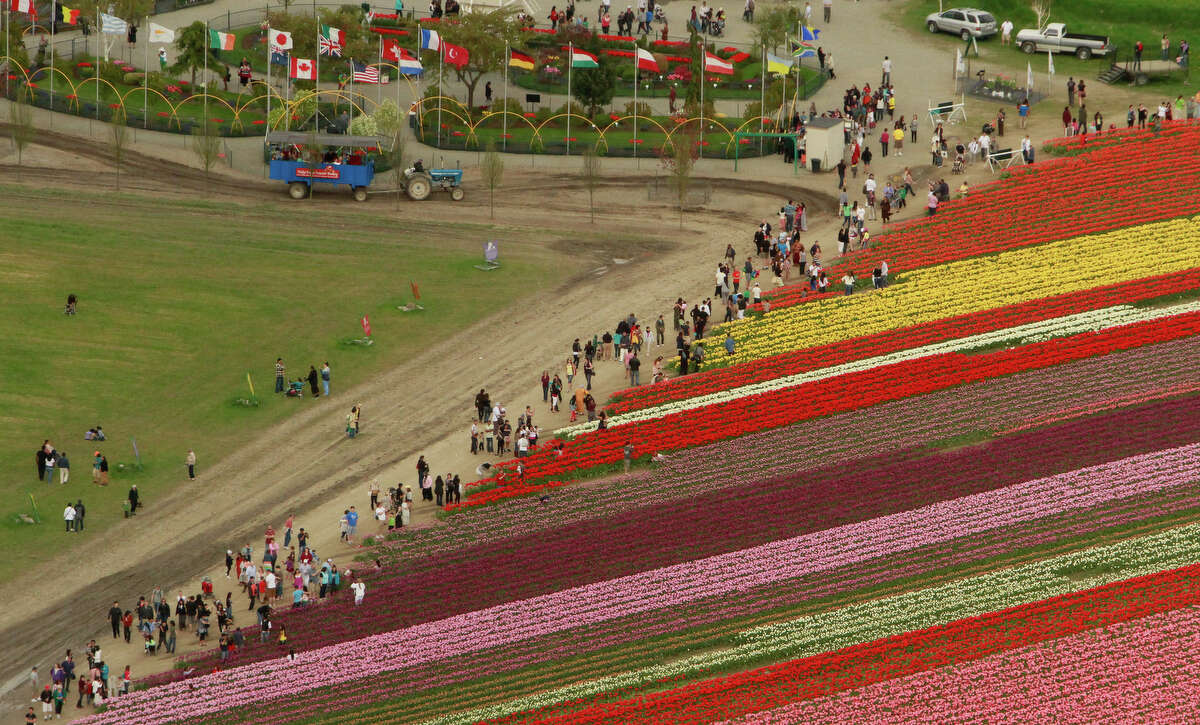 Aerial tour of the Skagit Valley Tulip Festival
