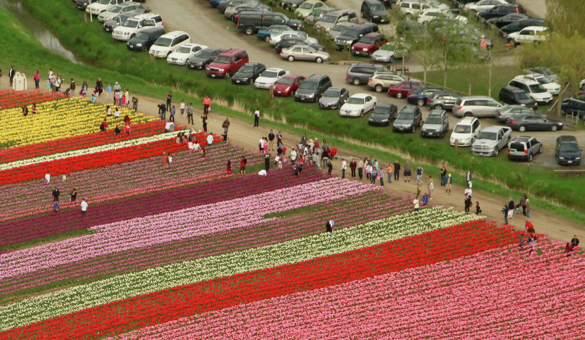 Aerial tour of the Skagit Valley Tulip Festival