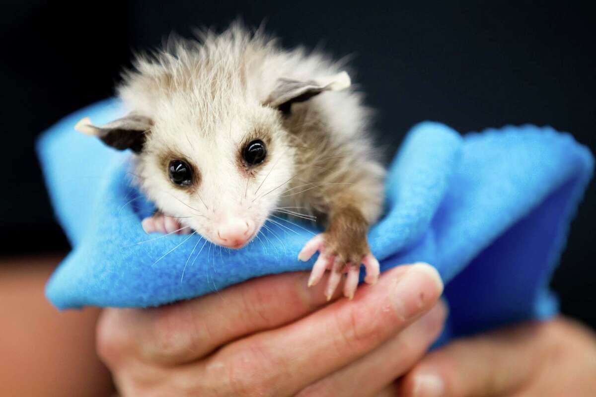 An opossum is held by Margaret Pickell at the Wildlife Center of Texas Monday, April 23, 2012, in Houston.