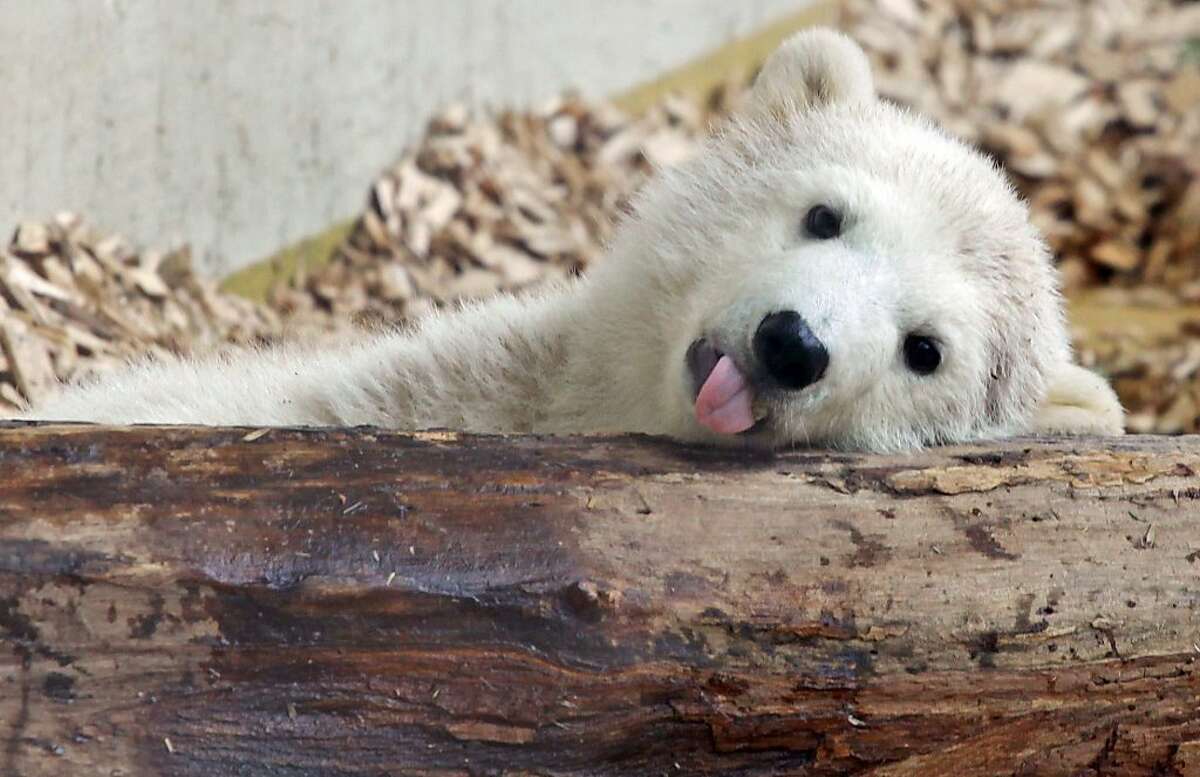 Baby polar bear Anori sticks out her tongue in her enclosure at the zoo in Wuppertal, western Germany, on April 23, 2012. Anori was born on January 4, 2012 at the zoo and is a half-sister of world famous polar bear Knut, who died in 2011. AFP PHOTO / DANIEL NAUPOLD GERMANY OUT (Photo credit should read DANIEL NAUPOLD/AFP/Getty Images)