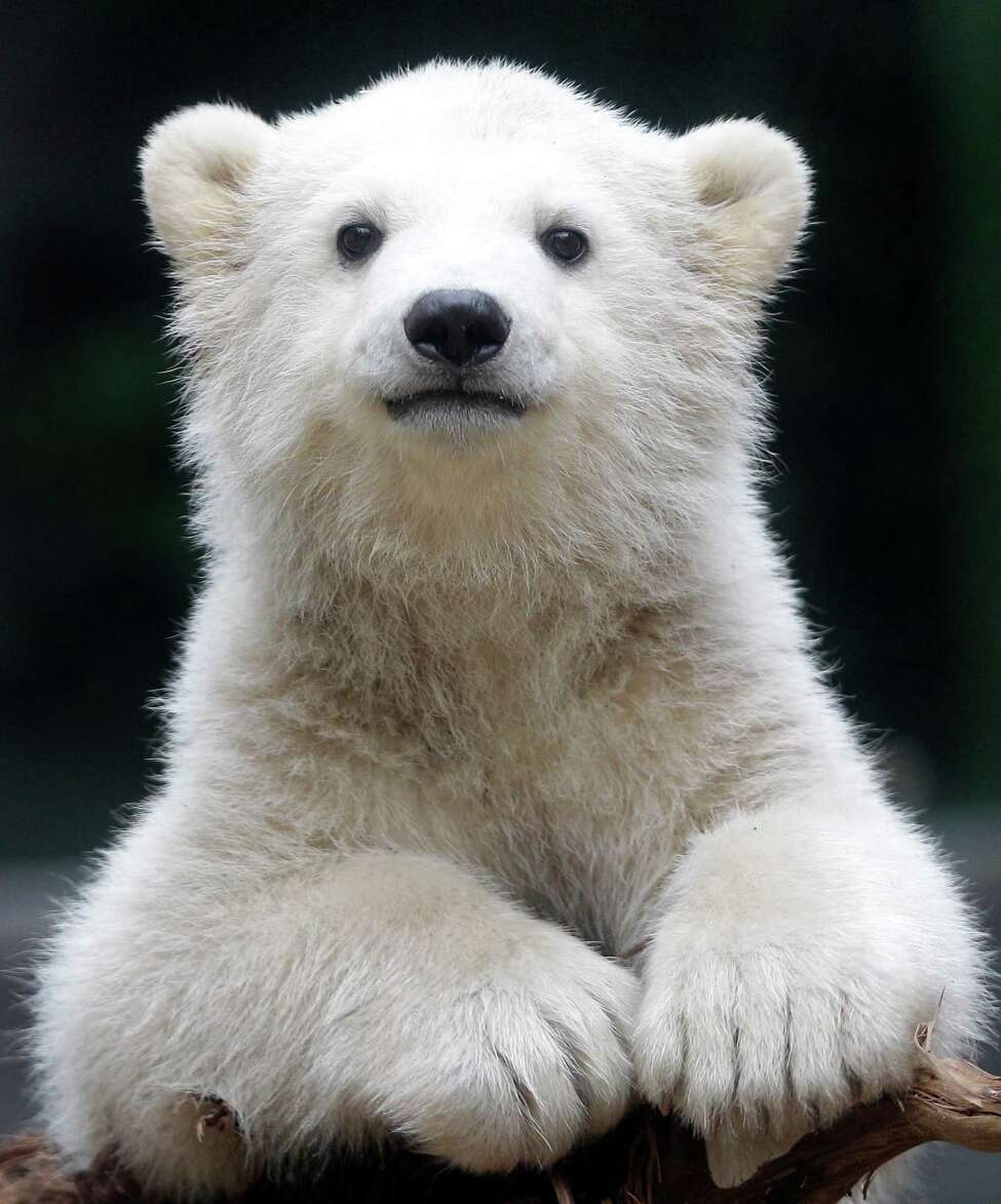 very cute bear