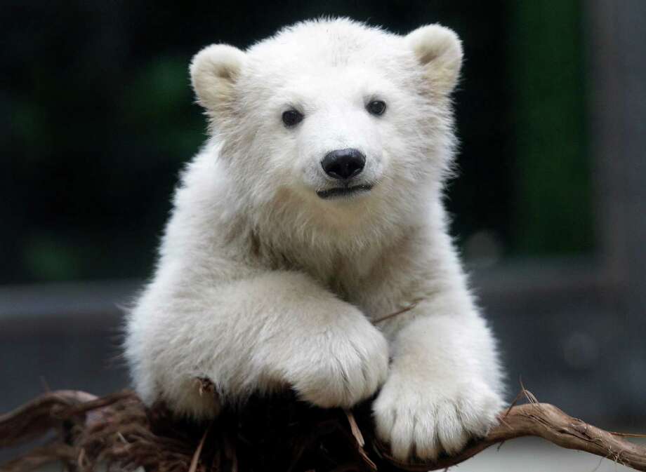 Anori: Zoo's impossibly cute polar bear cub - Times Union