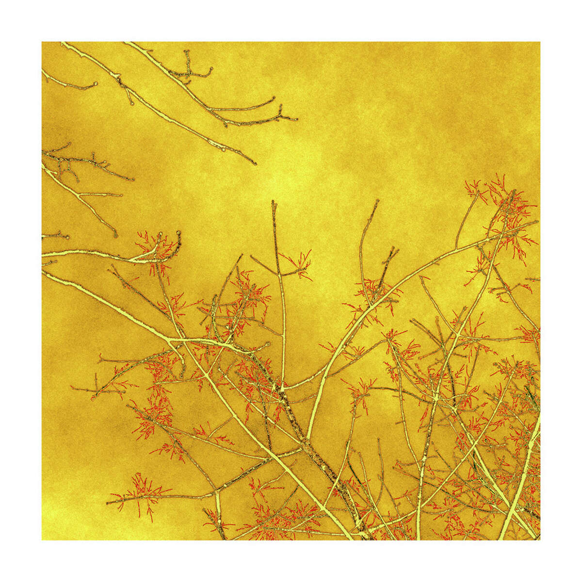 Nancy Woodward's "Branch Sprite," varnished archival pigment print on tissue, is on display at the Darien Nature Center's "EarthWorks" exhibit.