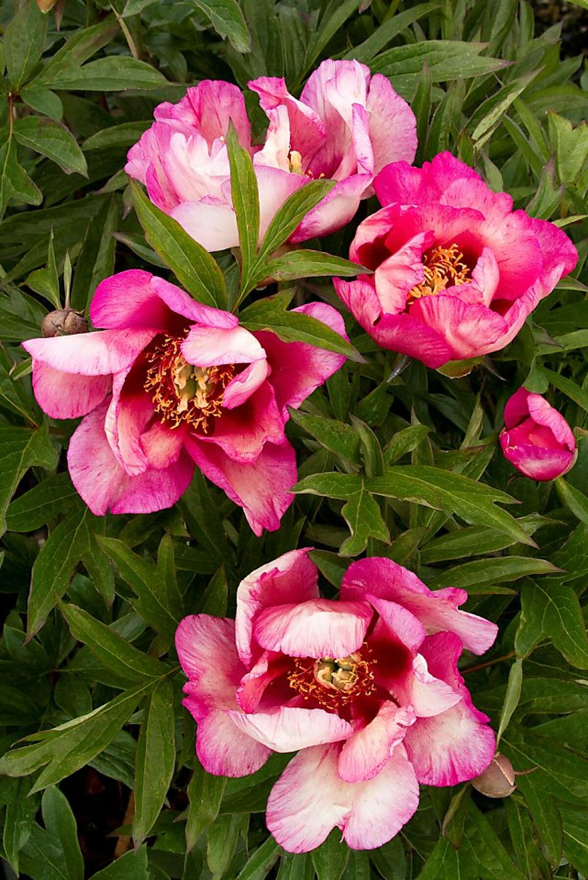 Itoh peony a cross of herbaceous and tree types