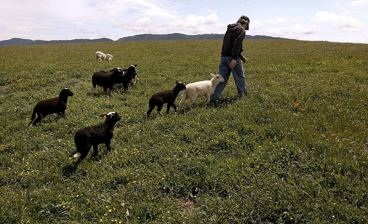 Marcia Barinaga tends to her sheep at her ranch in Marshall, Ca. on Wednesday April 25, 2012. The multiplying coyote population became a big problem a few years ago in western Marin county, where they were killing sheep and calves, then ranchers began buying shepherd dogs, including Great Pyrenees and Anatolians. The dogs seem to have completely controlled the problem.