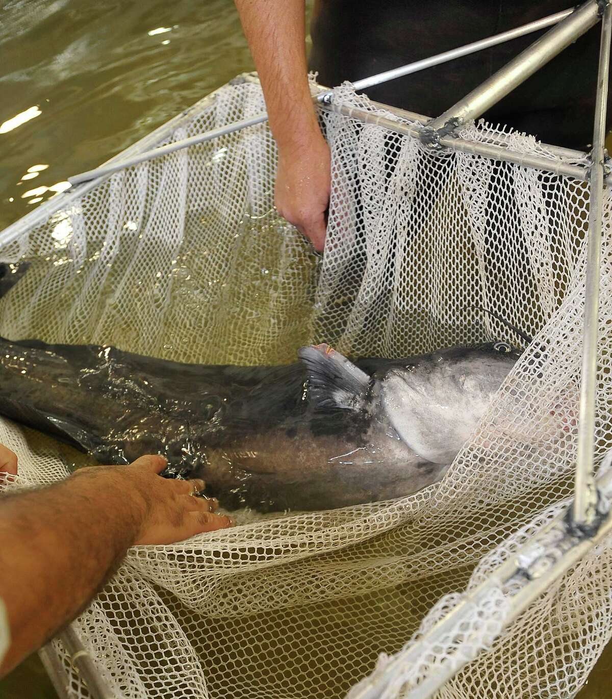 New hatchery will load Texas waters with millions of fish