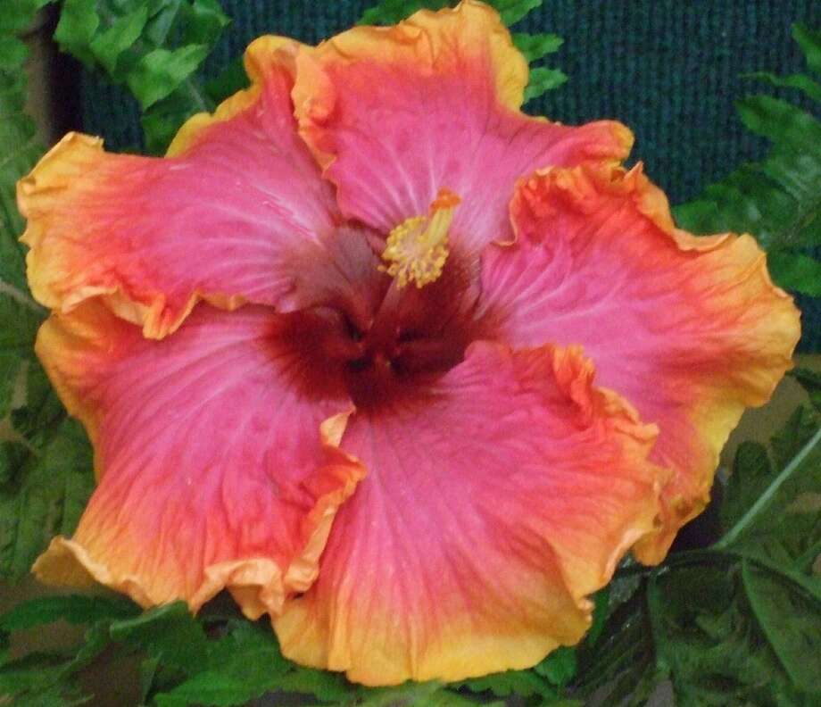 Thanks to a mild winter and rains, hibiscus is off to an earlier start