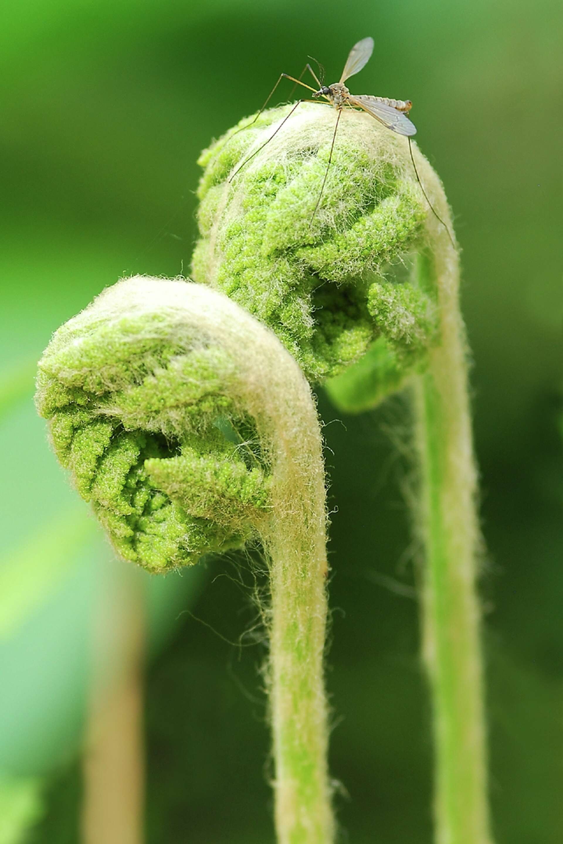 Fern a symbol of spring bounty
