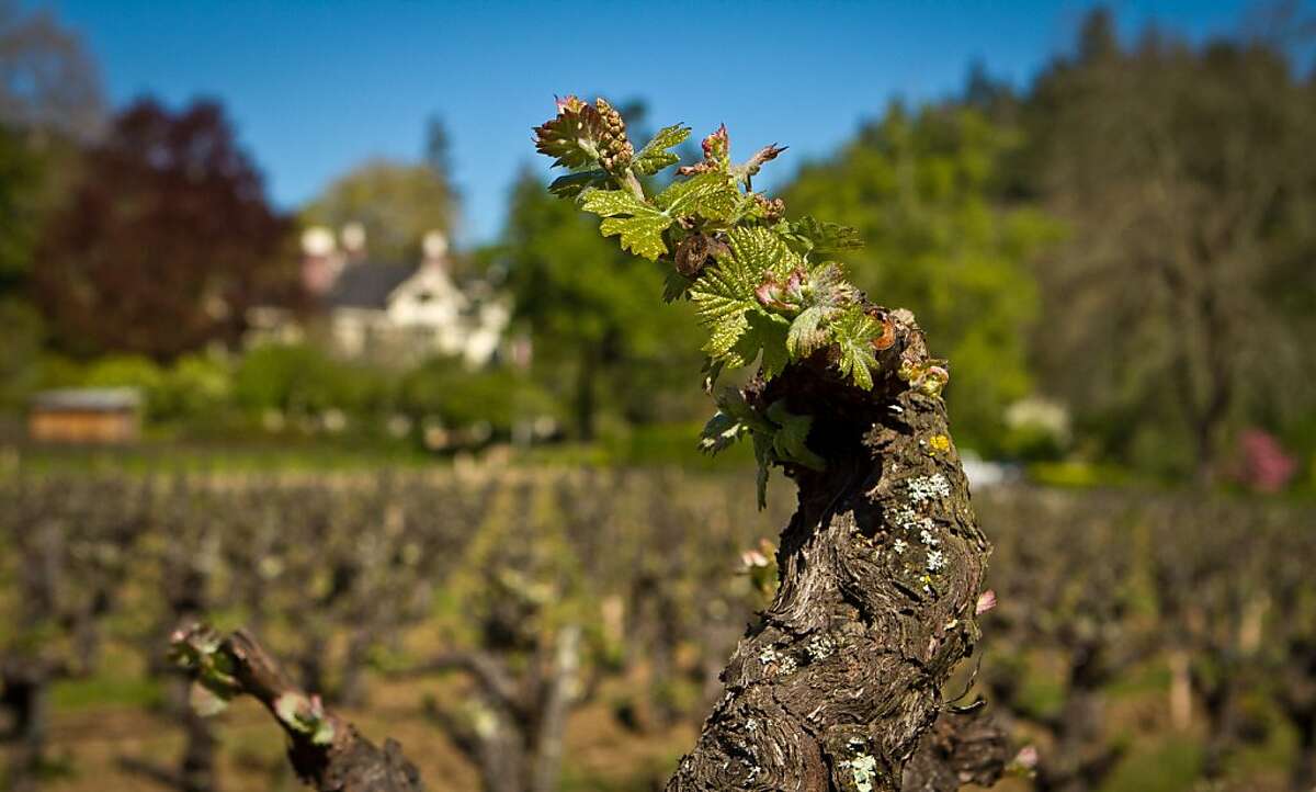 The Garden block of head-trained Cabernet vines with the Niebaum mansion in the background in Rutherford, Calif., is seen on Friday April 20th, 2012.