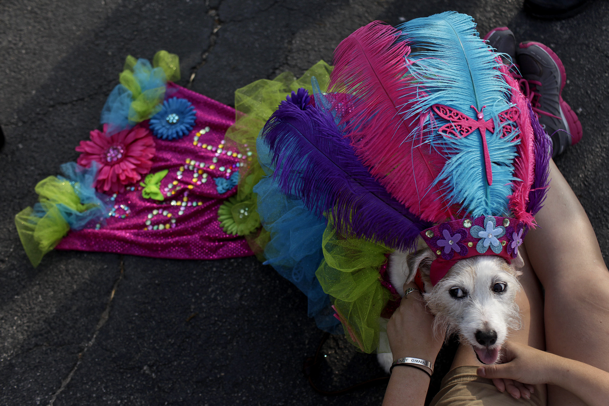 Pooch Parade, King William Fair draw enthusiastic crowds