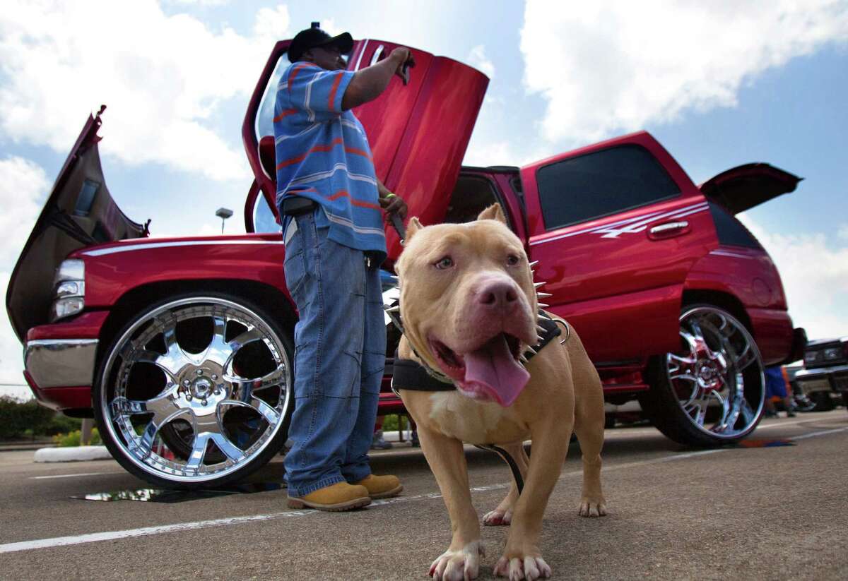Al Capone waits on his owner, Frank Brooks, as he takes a photo during Houston's 2nd Annual American Bully Dog & Custom Car Expo Saturday, April 28, 2012, in Houston.
