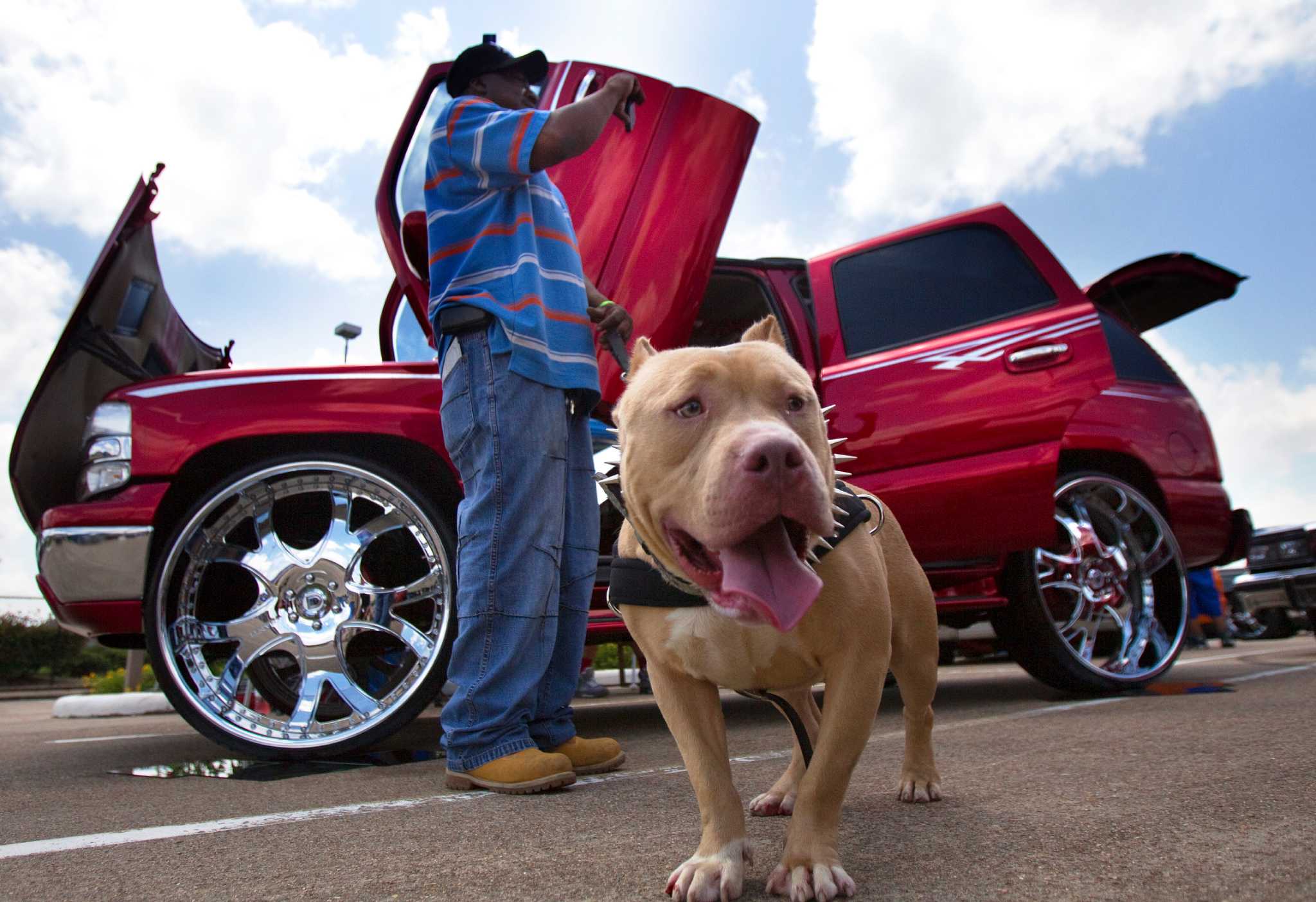 American Bully Dog & Car Expo.