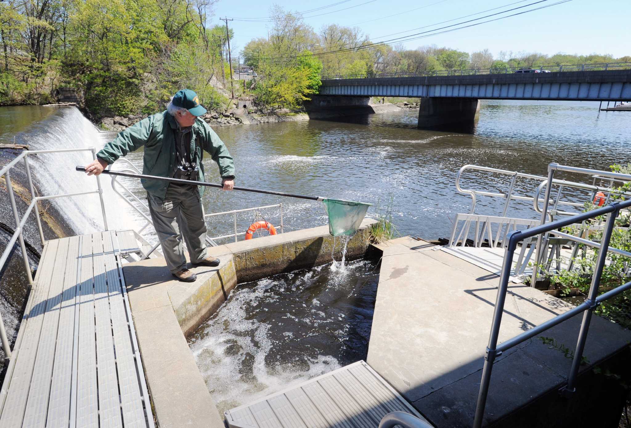 Rain sparks river herring run up Mianus River