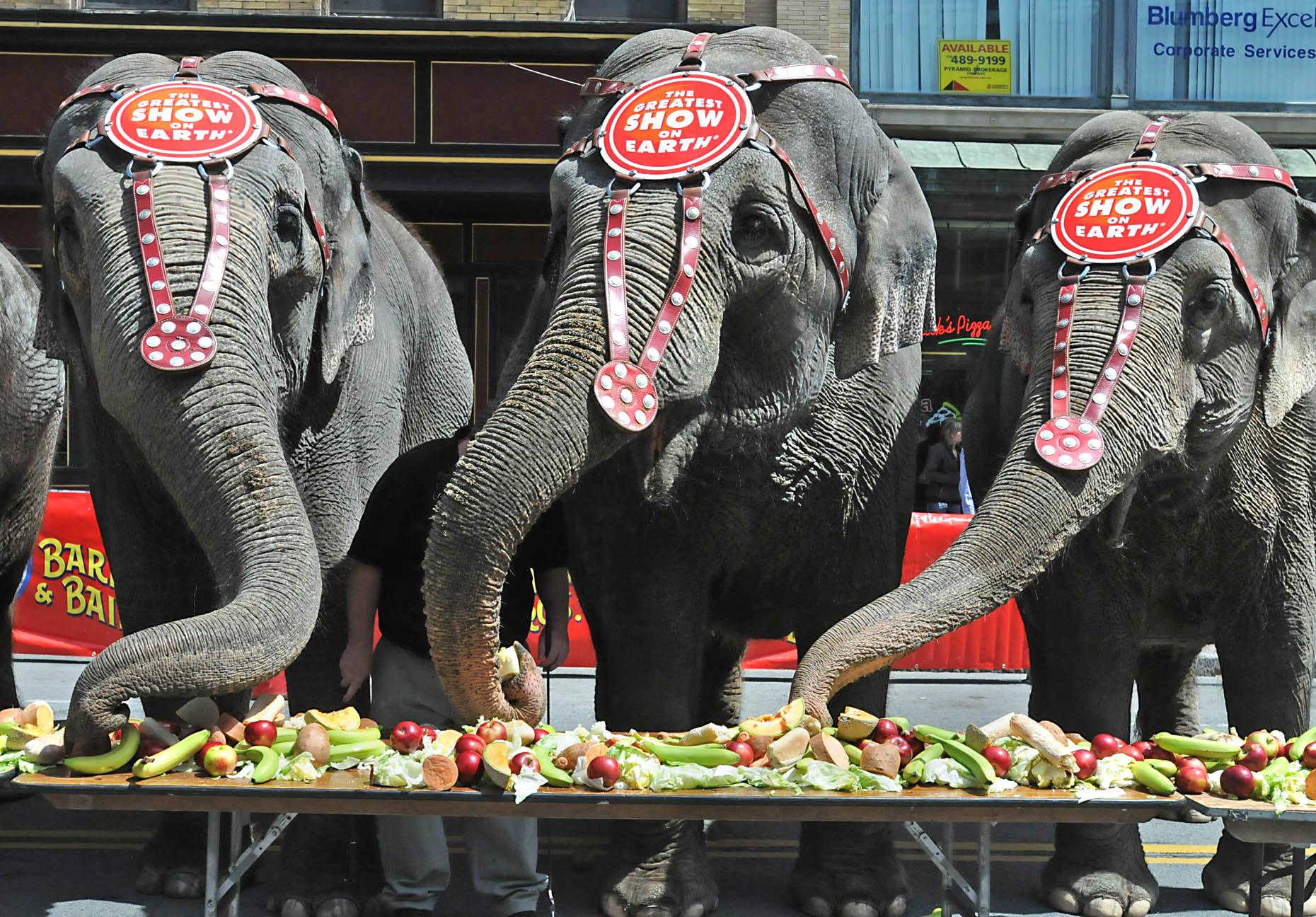 Circus elephants parade on Tuesday