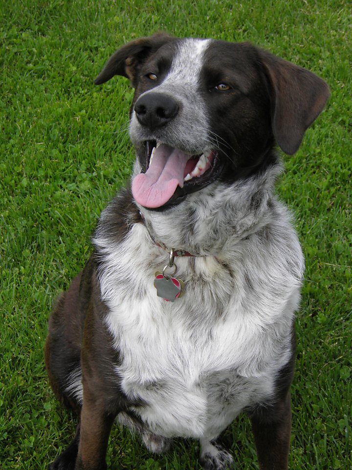 Australian cattle dog mix finds a forever home