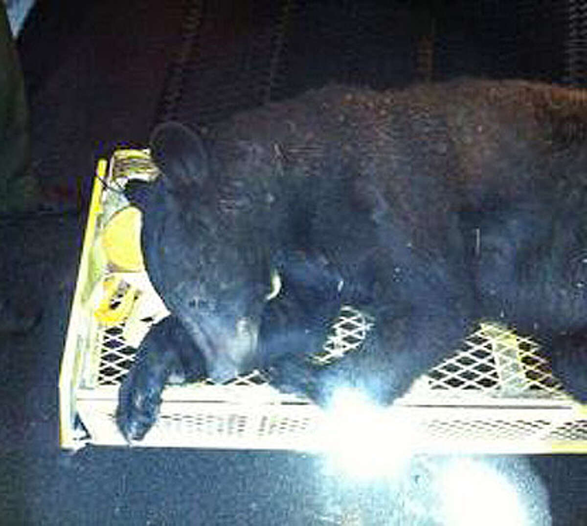 A 175-pound, two-year-old male bear was tranquilized in the city of Albany by DEC Environmental Conservation Officers on Tuesday, May 1, 2012. The bear fell approximately 50 feet out of a tree in the vicinity of South Pearl Street and Interstate 787. (New York State Department of Environmental Conservation)