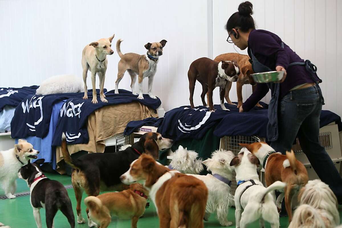 Best Bay Area kennels