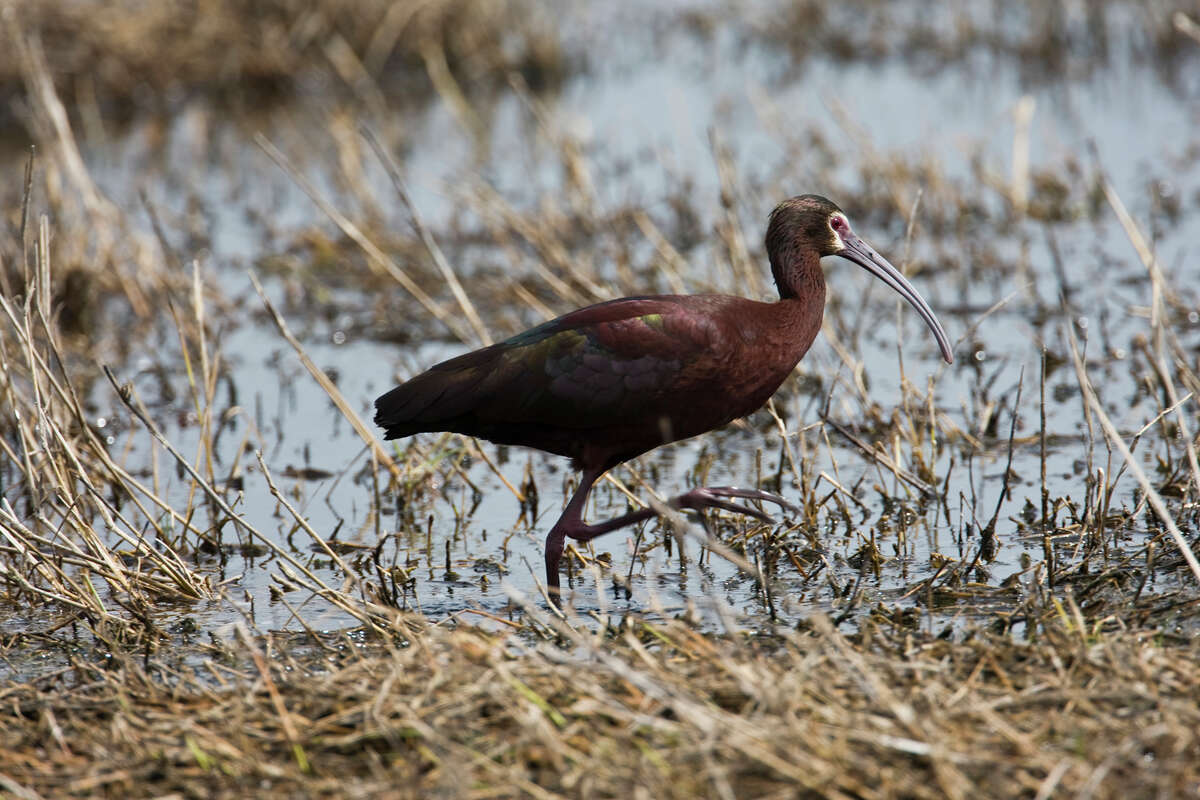The white-faced ibis has a white line that circles red facial skin behind the eye and dark chestnut colors. Photo credit: Kathy Adams Clark. Restricted use.