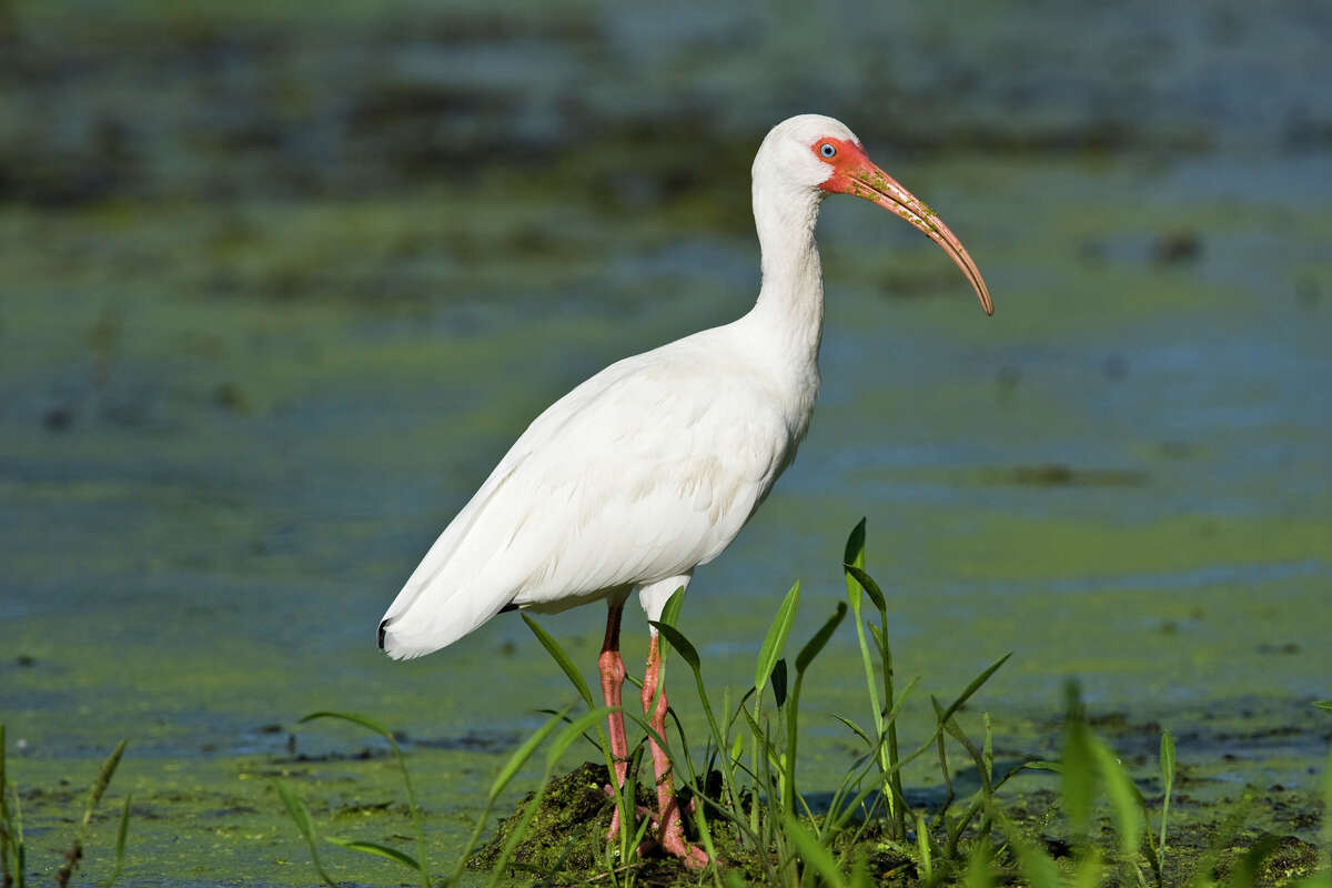 White ibis are easy to recognize by their elegant plumage and decurved beak. Photo Credit: Kathy Adams Clark. Restricted use.