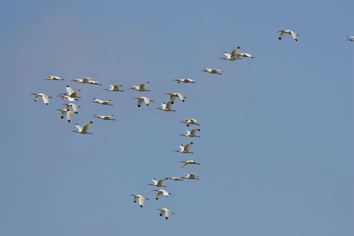 Three Ibis Species Stroll Texas Marshes