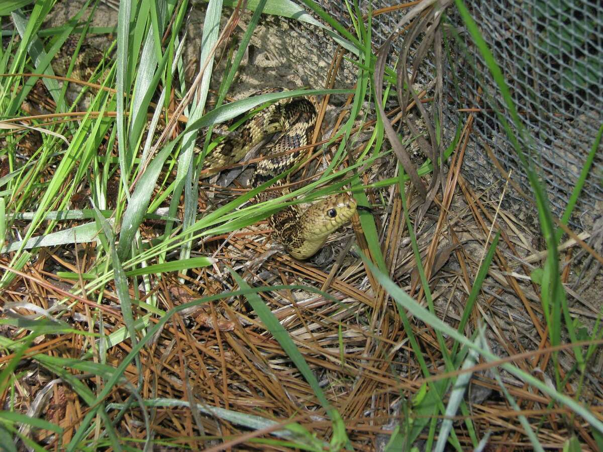 Rare, threatened or endangered snakes in Texas