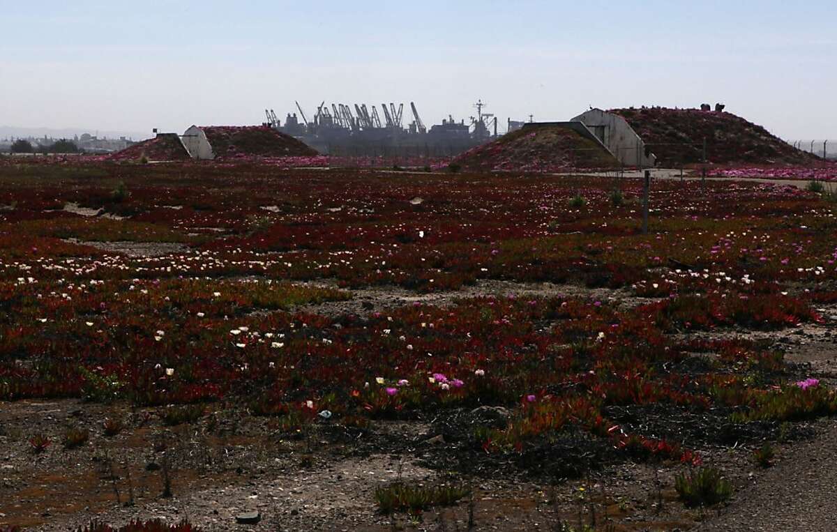 Alameda Navy base now a muchsought wildlife Eden