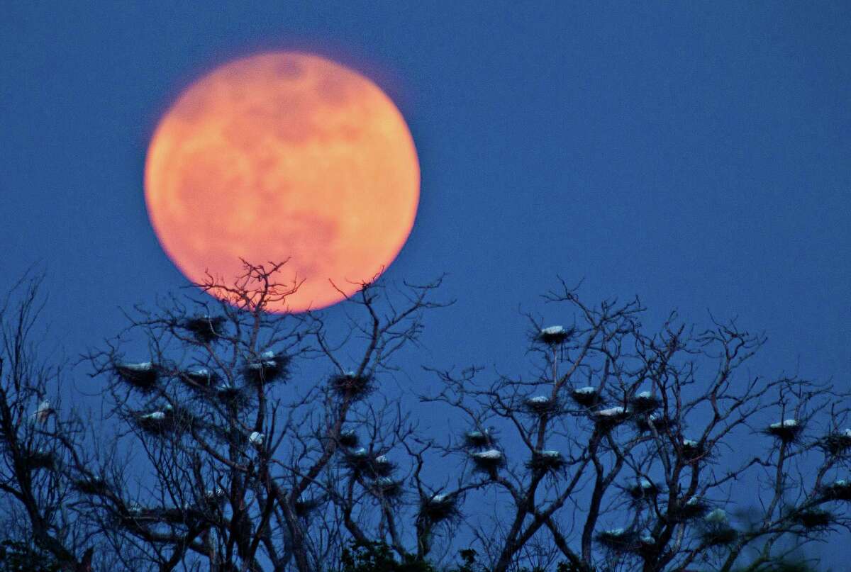 A "super moon" rises above an egret nesting area on the west side of Wichita, Kan., Saturday, May 5, 2012. A supermoon, is the coincidence of a full moon (or a new moon) with the closest approach the Moon makes to the Earth on its elliptical orbit, or perigee. (AP Photo/The Wichita Eagle, Bo Rader)
