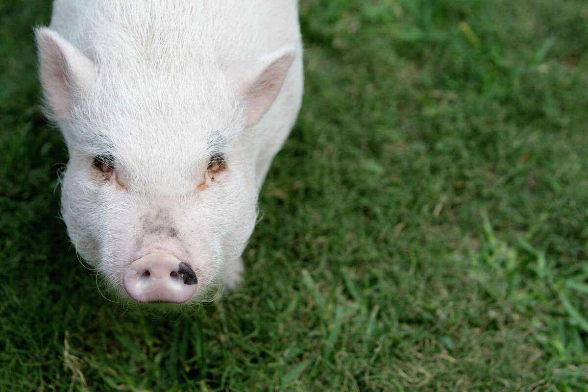 Wilbur, a Vietnamese pot-bellied pig, takes a stroll in the backyard of his family's home Monday, May 7, 2012, in Spring. A Harris County district court judge ruled Monday that Wilbur can stay at his family's home, even though the homeowner's association wanted him out.