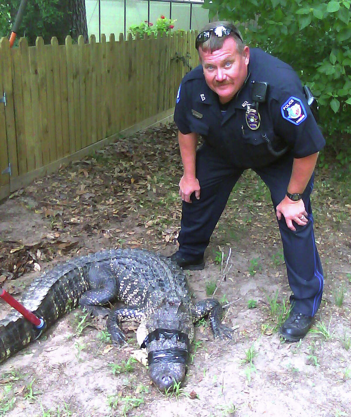 Conroe police on Tuesday removed this 7-foot, 7-inch alligator from a back yard in the Silverstone subdivision. The officer shown is Officer Joe Oldner.